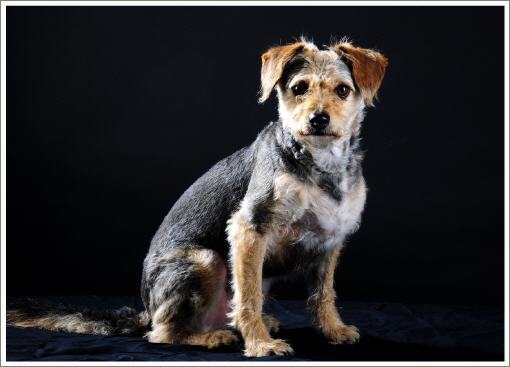 Mein Rüde Basti, 10 Jahre alt.